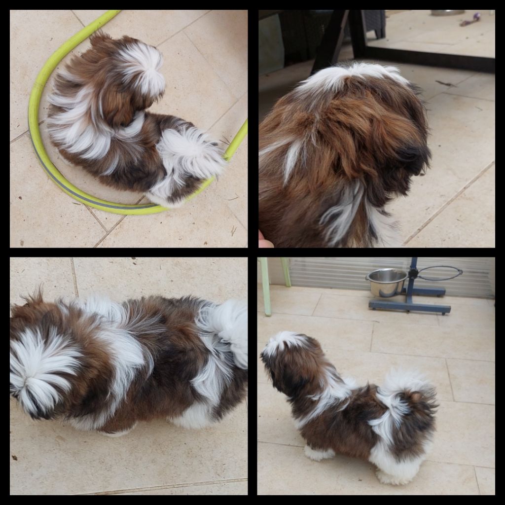 Christine Guerry - Chiots disponibles - Shih Tzu