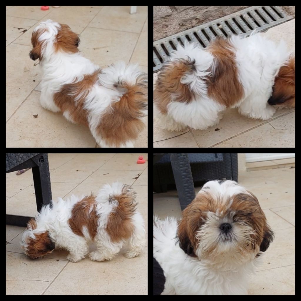 Christine Guerry - Chiots disponibles - Shih Tzu